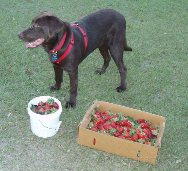 Hemi Strawberries.jpg